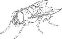 Flies Collective
