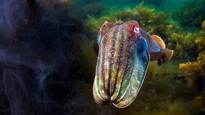 Зелёные моря
